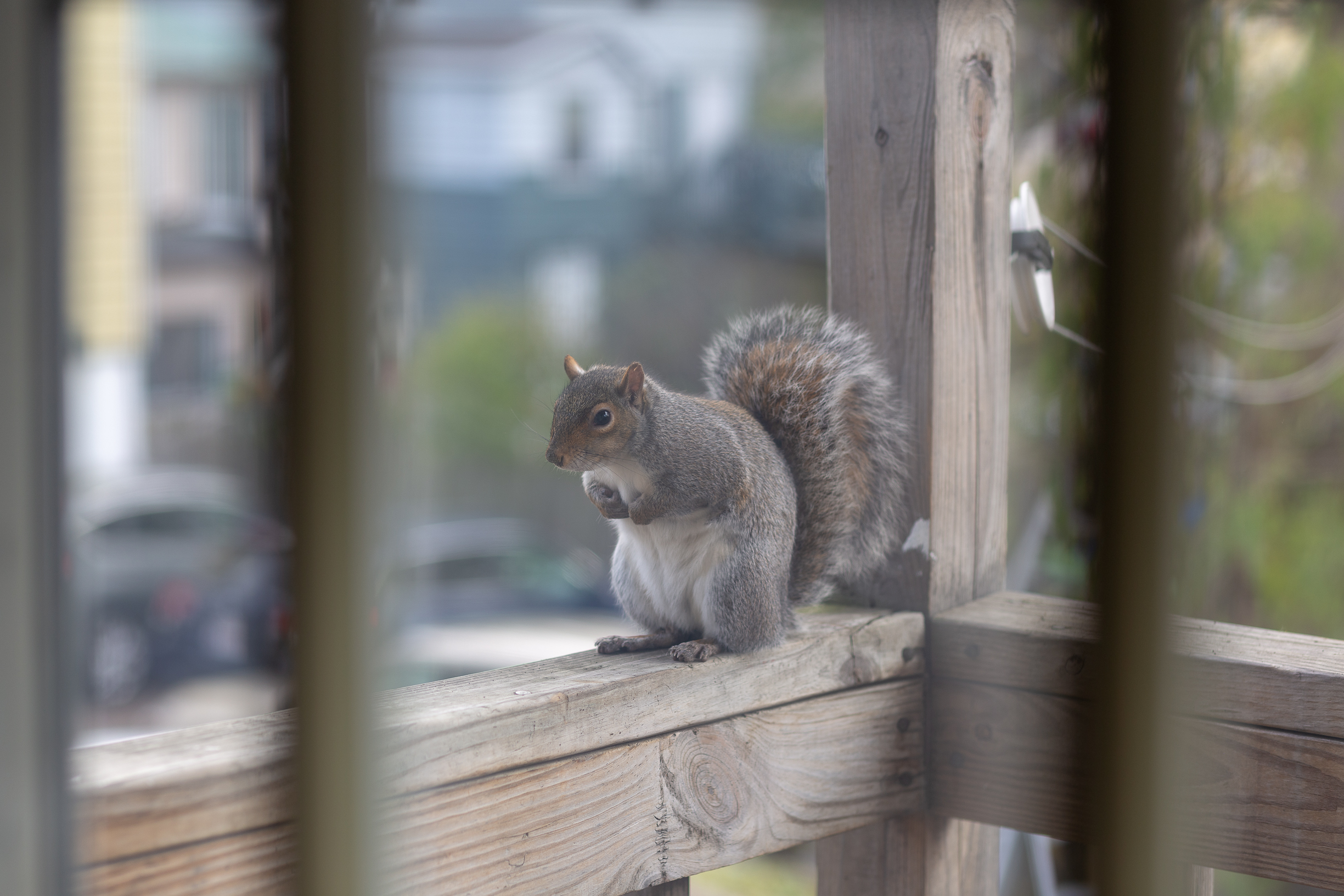 Squirrel on the watch