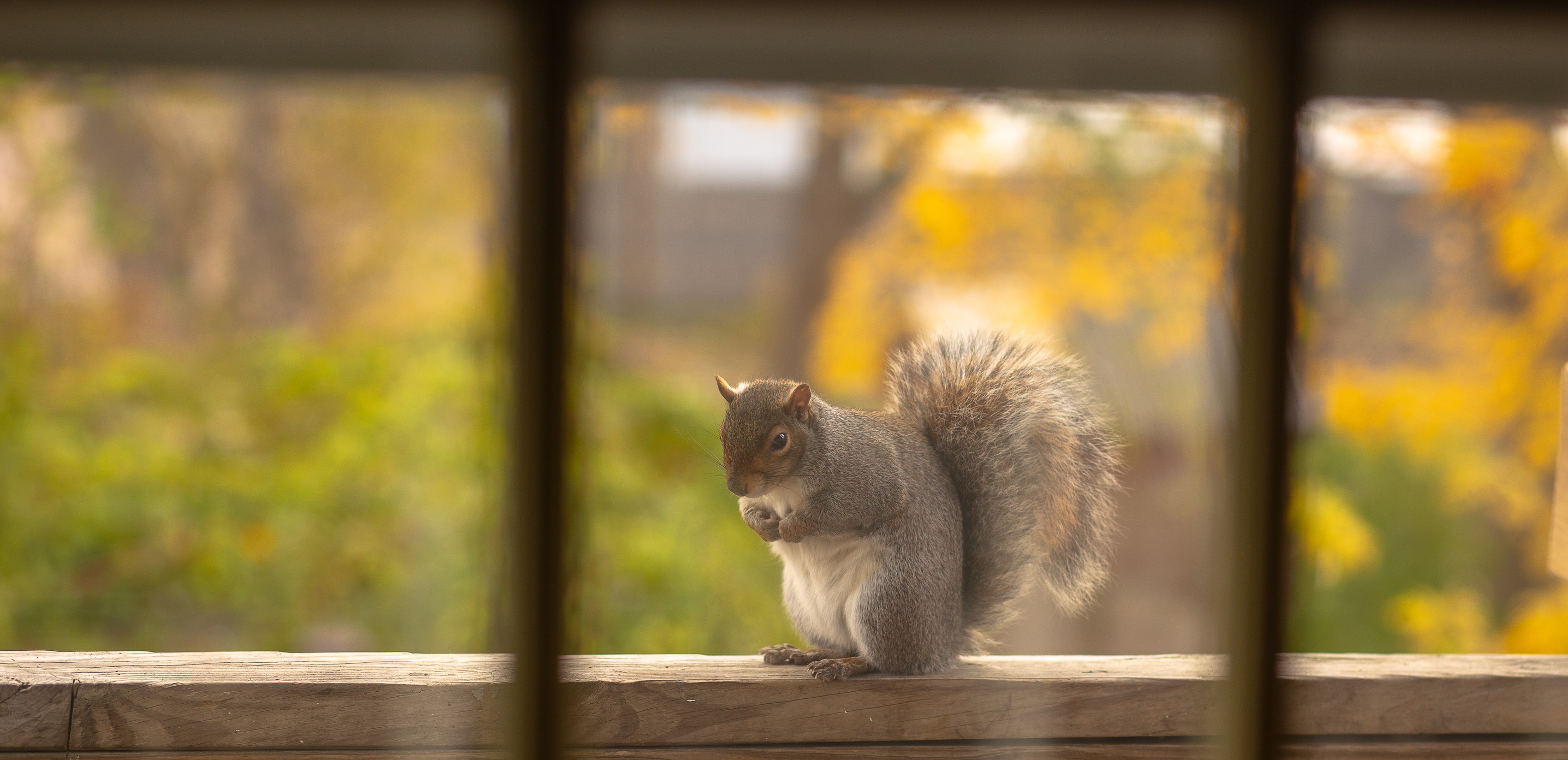 Squirrel looking for food.